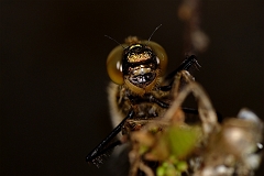 Geschluepfte_Falkenlibelle_frontal