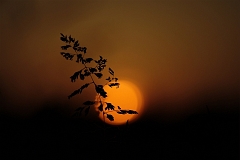 Gras_Sonnenuntergang