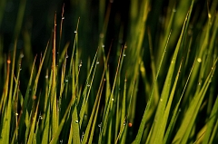 Gras_im_Moor_Tautropfen