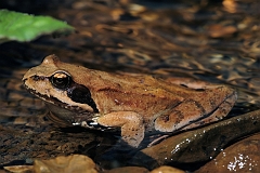 Grasfrosch