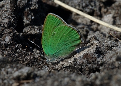 Gruener_Zipfelfalter