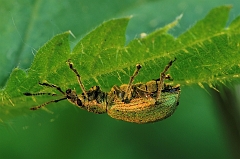 Gruenruessler