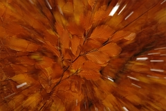 Herbst_Zoom