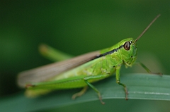 Heuschrecke