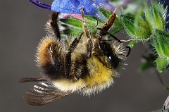 Hummel_post_mortem
