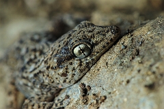 Kleiner_Gecko