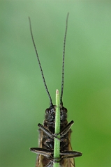 Koecherfliege