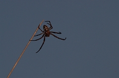 Kreuzspinne_unbekannt
