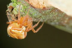 Kreuzspinne_unbekannt1