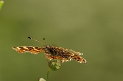 Landkaertchen1