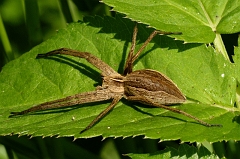 Listspinne