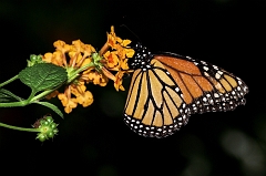 Monarchfalter
