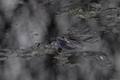 Moorfrosch_Blaufärbung