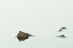 Moorfrosch_Gegenlicht
