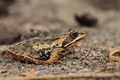 Moorfrosch_Renzelmoor