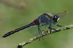 Moosjungfer_Maennchen