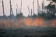 Nebel_im_Oppenweher_Moor3