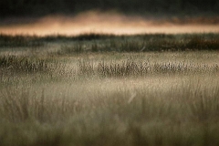 Nebel_im_Oppenweher_Moor4