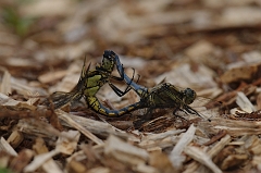 Paarende_gelbe_Keiljungfer