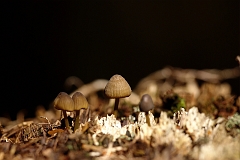 Pilz_in_Gruppe