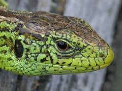 Portrait_Zauneidechse_maennchen