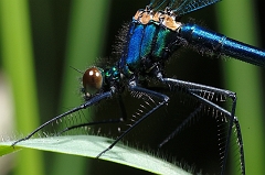 Prachtlibelle_Detail