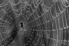 Radnetzspinne_sw