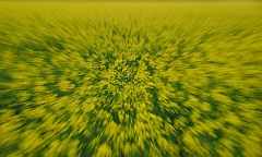 Rapsfeld_Zoom