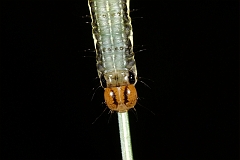 Raupe