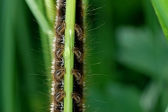 Raupe_Grasglucke