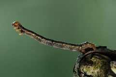 Raupe_unbekannt_1