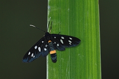 Scheinwidderchen