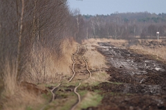 Schienen_im_Moor