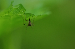 Schnake_unter_Blatt
