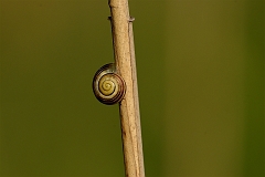 Schnecke_unbekannt