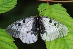 Schwarzer_Apollo