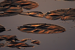 Seerosenblaetter_bei_Sonnenuntergang