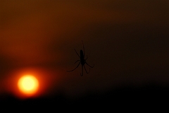 Spinne_Sonnenuntergang