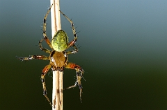 Spinne_unbekannt