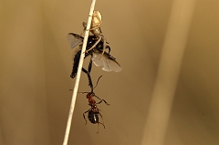 Spinne_vs_Ameise