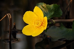 Sumpfdotterblume
