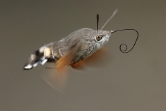 Taubenscwaenzchen_Nahaufnahme_im_Flug