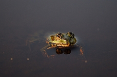 Teichfrosch