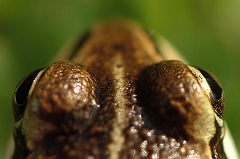 Teichfrosch_nah
