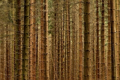 Wald