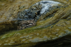 Waserfrosch_Caldera