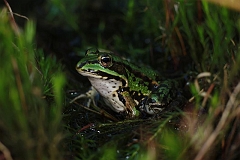 Wasserfrosch_an_Land