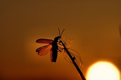 Weichkaefer_Start_Sonnenuntergang