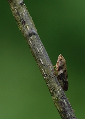 Wiesenschaumzikade