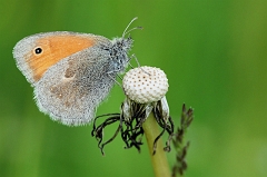 Wiesenvoegelchen